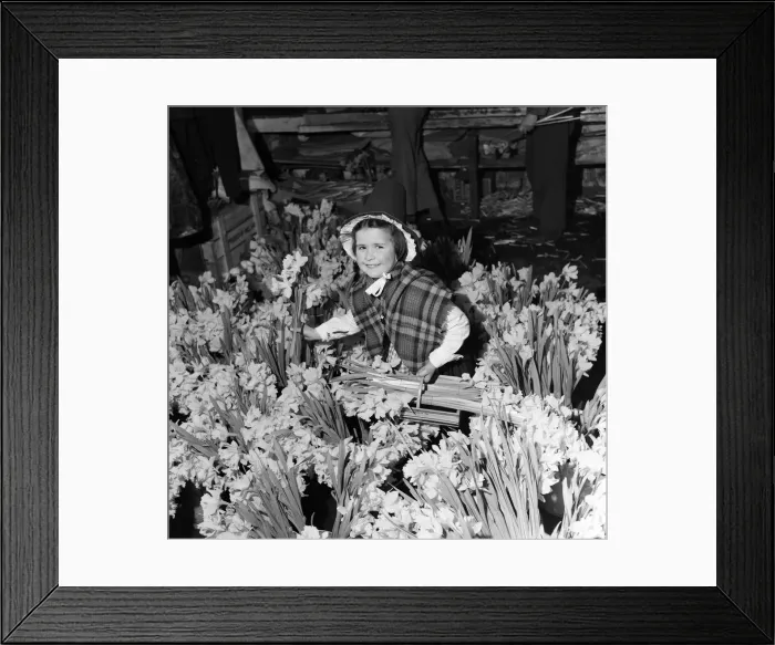 Framed Print : Melanie Rogers, aged 5, wearing traditional Welsh costume on her way to school stopped Framed Print : Melanie Rogers, aged 5, wearing traditional Welsh costume on her way to school stopped