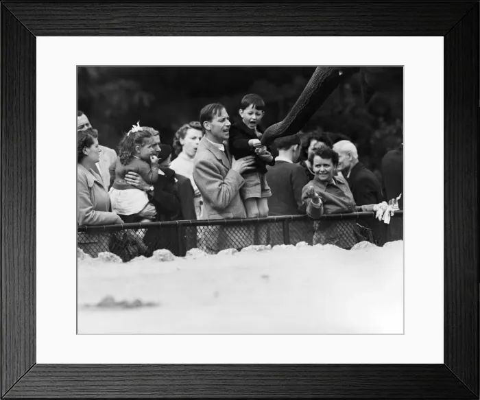 Framed Print : Children looking at elephants at London Zoo. 21st September 1953 Framed Print : Children looking at elephants at London Zoo. 21st September 1953