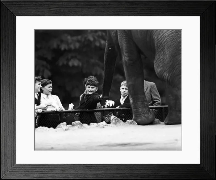 Framed Print : Children looking at elephants at London Zoo. 21st September 1953 Framed Print : Children looking at elephants at London Zoo. 21st September 1953