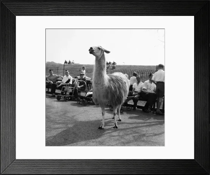 Framed Print : Heatwave at London Zoo. 22nd August 1955