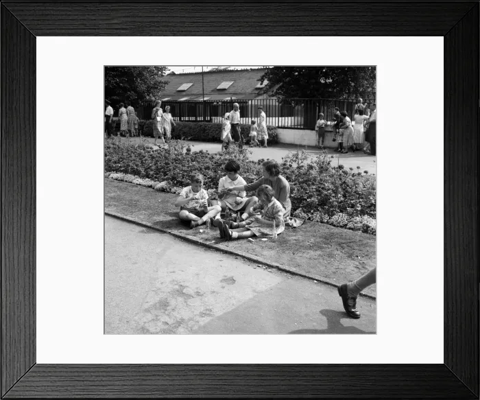 Framed Print : Heatwave at London Zoo. 22nd August 1955 Framed Print : Heatwave at London Zoo. 22nd August 1955