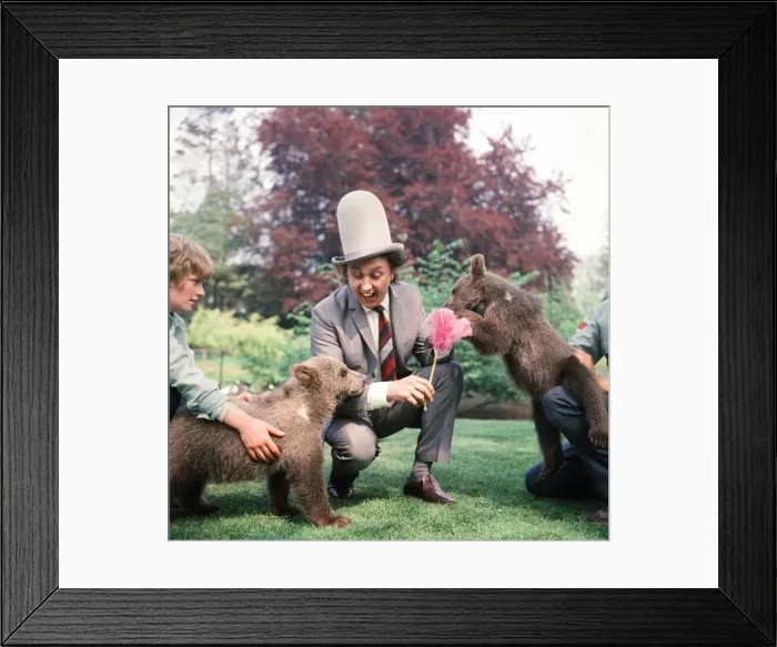 Framed Print : Ken Dodd visits Diddy and Doddy, two four-month-old bears at Flamingo Park Zoo Framed Print : Ken Dodd visits Diddy and Doddy, two four-month-old bears at Flamingo Park Zoo