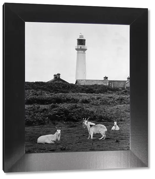 Goats grazing on Flat Holm Island (Ynys Echni) in the Bristol Channel 19th August 1967