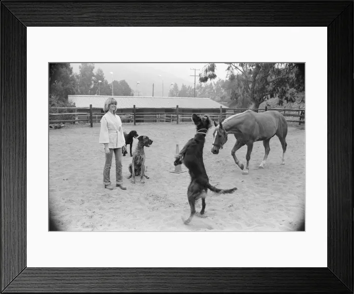 Framed Print : Olivia Newton John, singer and actor, pictured at home in Malibu, California, America Framed Print : Olivia Newton John, singer and actor, pictured at home in Malibu, California, America