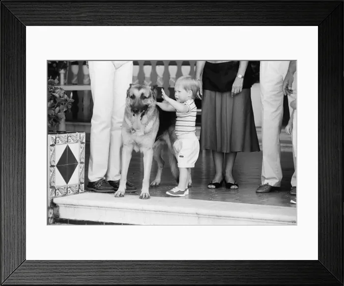 Framed Print : Prince Harry befriends the family dog. Rest of this picture set Framed Print : Prince Harry befriends the family dog. Rest of this picture set