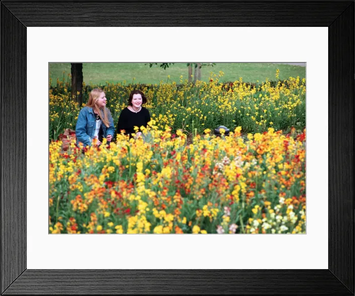 Framed Print : Shipston-on-Stour, Warwickshire, prepares for Britain in Bloom. 18th May 1995 Framed Print : Shipston-on-Stour, Warwickshire, prepares for Britain in Bloom. 18th May 1995