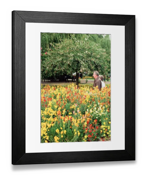 Framed Print : Shipston-on-Stour, Warwickshire, prepares for Britain in Bloom. 18th May 1995