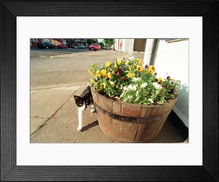 Framed Print : Shipston-on-Stour, Warwickshire, prepares for Britain in Bloom. 18th May 1995 Framed Print : Shipston-on-Stour, Warwickshire, prepares for Britain in Bloom. 18th May 1995