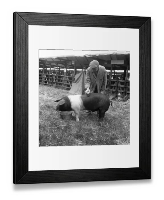 Framed Print : A farmer gives his British saddleback a quick brush up before showing him in the ring