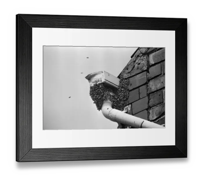 Framed Print : A swarm of bees at the top of some guttering outside Yasmin s'shop
