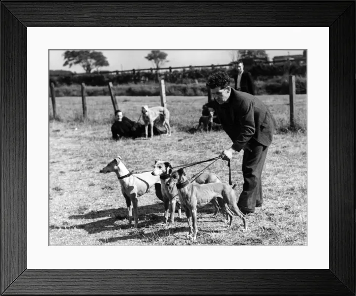 Framed Print : Miners lavish care on their dog pals and here is Mr. L Thompson getting his whippets into Framed Print : Miners lavish care on their dog pals and here is Mr. L Thompson getting his whippets into