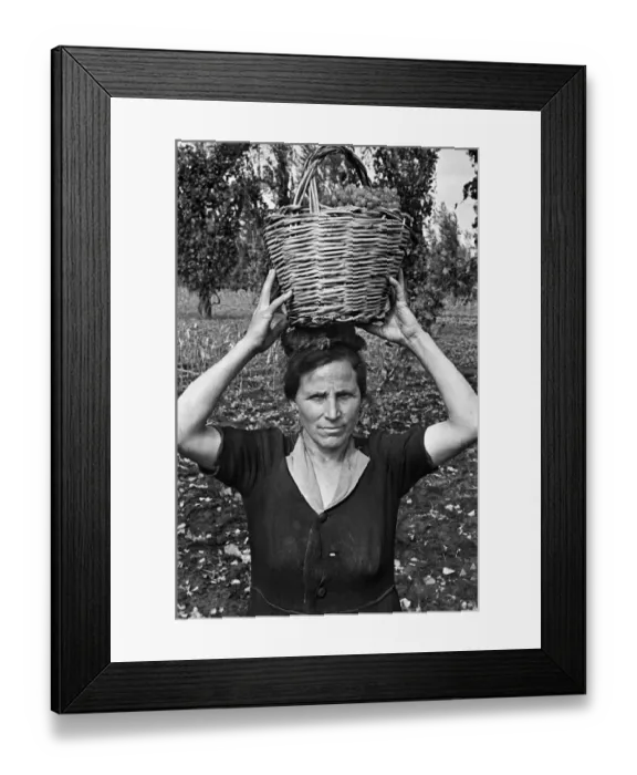 Framed Print : Scenes in Naples, southern Italy showing a local woman with a basket full of grapes which