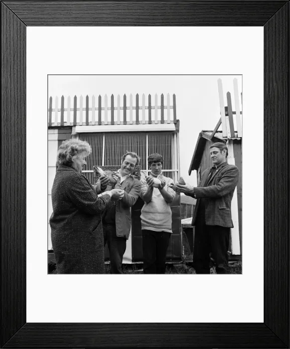 Framed Print : Pigeon racing season starts in Brotton, North Yorkshire. 1972 Framed Print : Pigeon racing season starts in Brotton, North Yorkshire. 1972