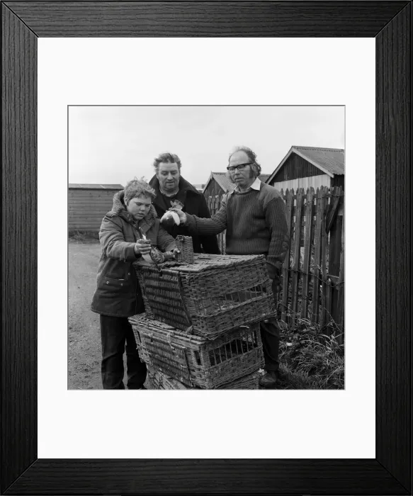 Framed Print : Pigeon racing season starts in Guisborough, North Yorkshire. 1973 Framed Print : Pigeon racing season starts in Guisborough, North Yorkshire. 1973