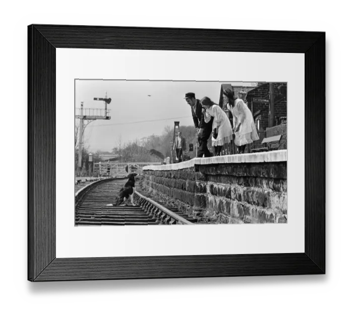 Framed Print : The cameras rolled, the scene was set and the action began when along came Shep Framed Print : The cameras rolled, the scene was set and the action began when along came Shep