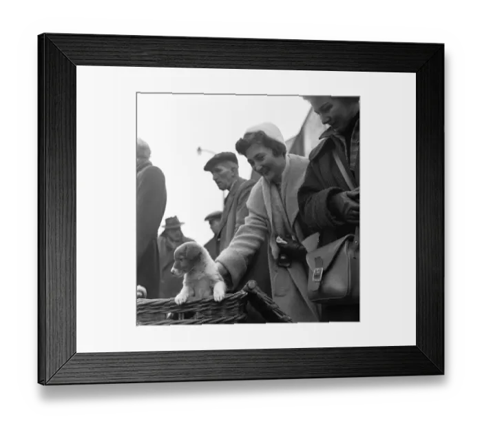 Framed Print : Puppies for sale at a stall in the flea market at Club Row, Bethnal Green Framed Print : Puppies for sale at a stall in the flea market at Club Row, Bethnal Green