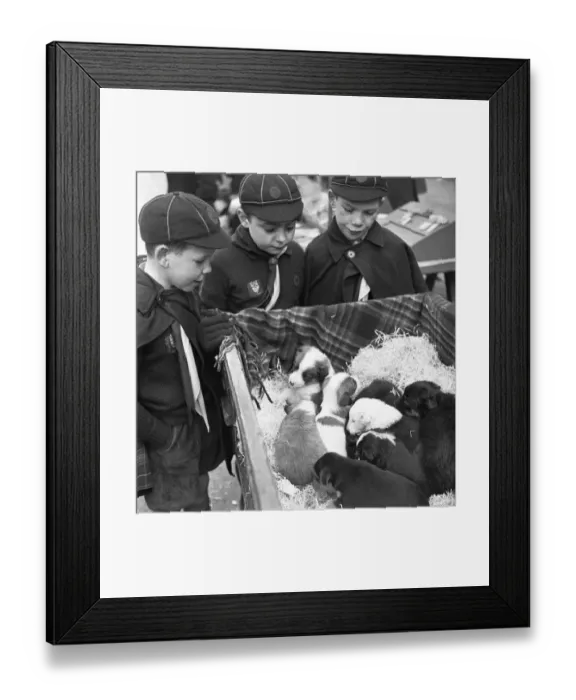 Framed Print : Puppies for sale at a stall in the flea market at Club Row, Bethnal Green Framed Print : Puppies for sale at a stall in the flea market at Club Row, Bethnal Green