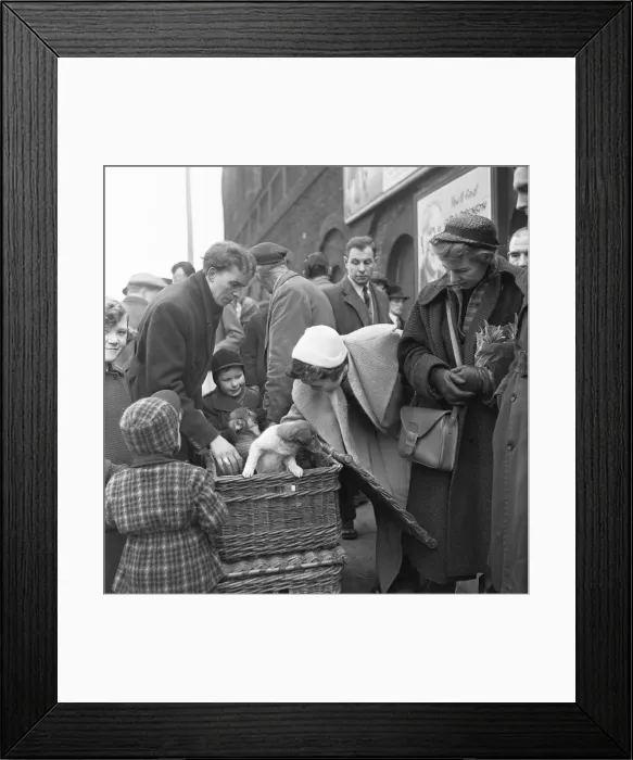 Framed Print : Puppies for sale at a stall in the flea market at Club Row, Bethnal Green Framed Print : Puppies for sale at a stall in the flea market at Club Row, Bethnal Green