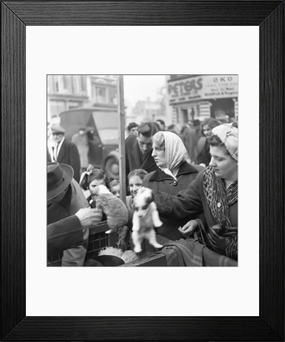 Framed Print : Puppies for sale at a stall in the flea market at Club Row, Bethnal Green Framed Print : Puppies for sale at a stall in the flea market at Club Row, Bethnal Green