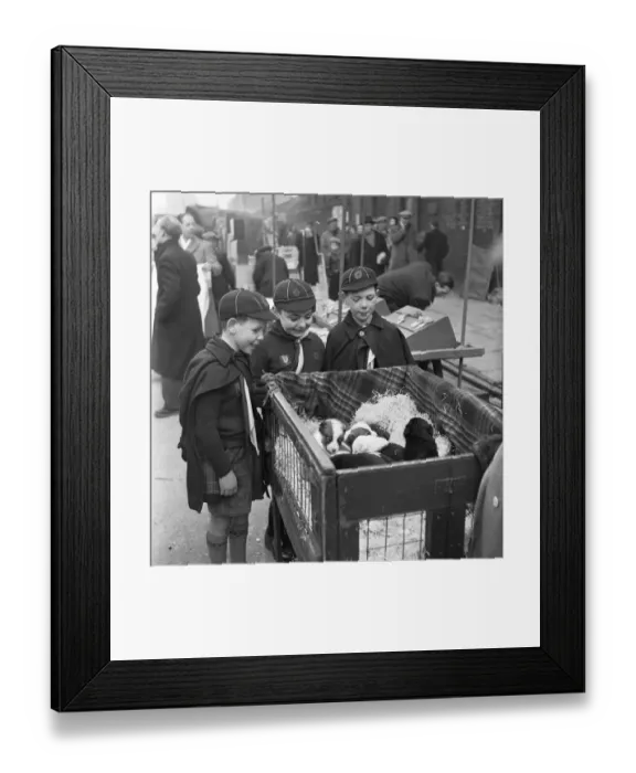 Framed Print : Puppies for sale at a stall in the flea market at Club Row, Bethnal Green