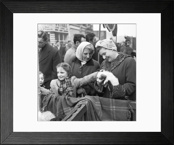 Framed Print : Puppies for sale at a stall in the flea market at Club Row, Bethnal Green Framed Print : Puppies for sale at a stall in the flea market at Club Row, Bethnal Green