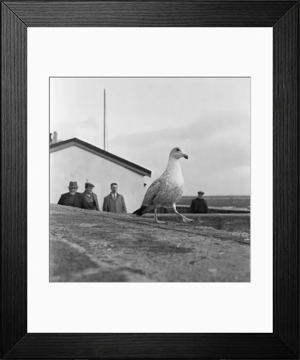 Framed Print : Seagull on the harbour wall in St Ives 15th February 1954 Framed Print : Seagull on the harbour wall in St Ives 15th February 1954