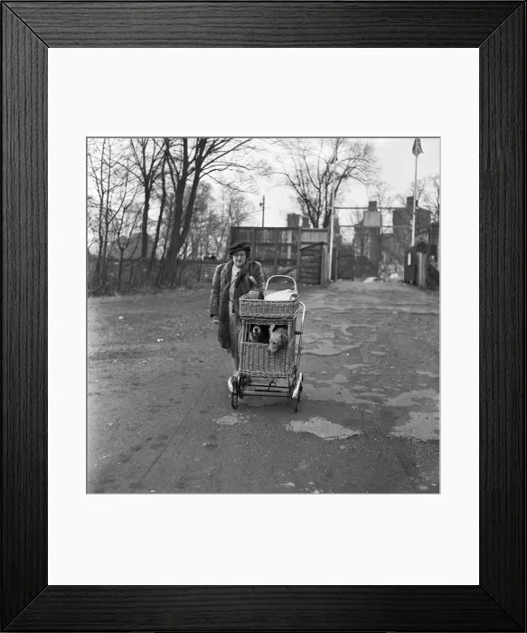 Framed Print : Mrs Robina Jenkins of Piersfield Place, Cardiff, seen here taking her dogs Pedro