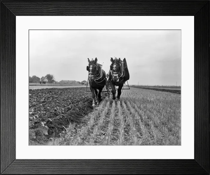 Framed Print : Ploughing at Heathrow now the site where the of airport is located. 1935 Framed Print : Ploughing at Heathrow now the site where the of airport is located. 1935