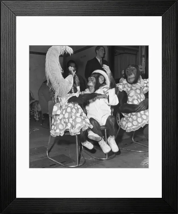Framed Print : Gene Detroy Chimpanzees 12th March 1954 If any of the audience at the London