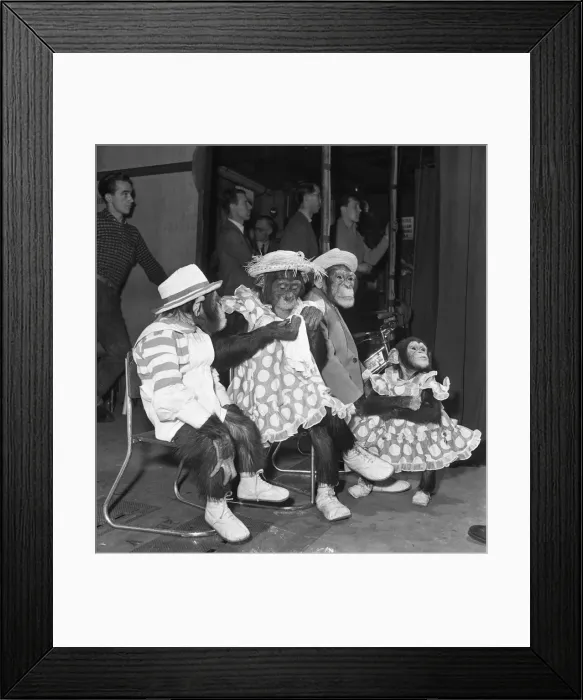 Framed Print : Gene Detroy Chimpanzees 12th March 1954 If any of the audience at the London
