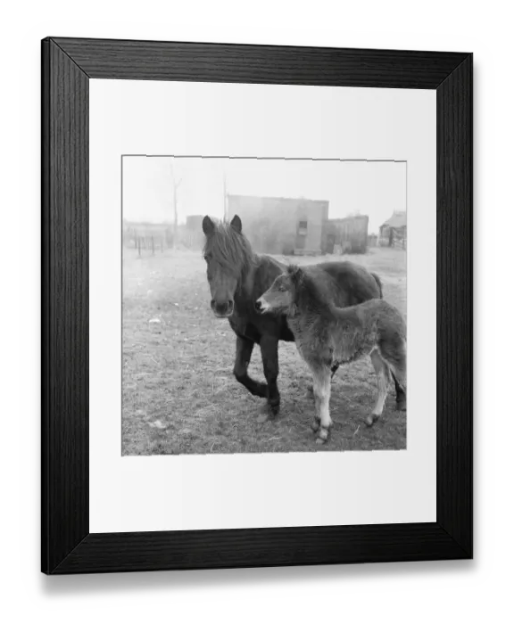 Framed Print : A mare and foal seen here in the paddock of the People