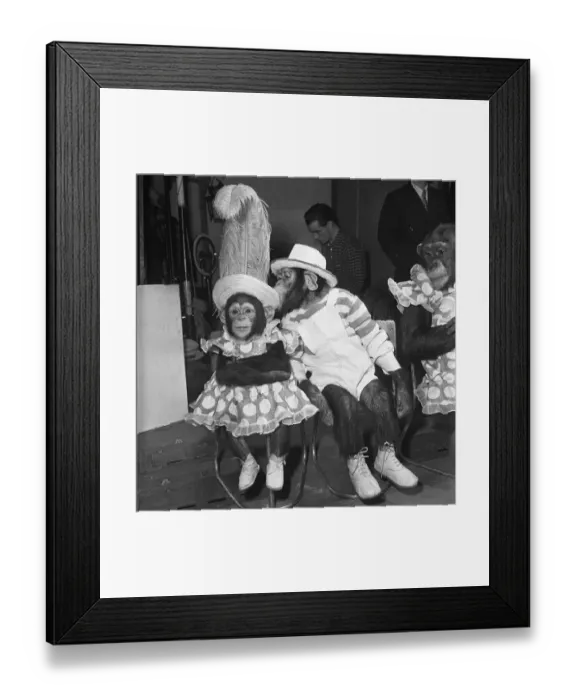 Framed Print : Gene Detroy Chimpanzees 12th March 1954 If any of the audience at the London Framed Print : Gene Detroy Chimpanzees 12th March 1954 If any of the audience at the London
