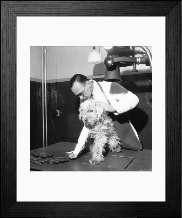 Framed Print : PDSA Hospital Ilford 19th March 1954 A veterinary assistant prepares a dog with a Framed Print : PDSA Hospital Ilford 19th March 1954 A veterinary assistant prepares a dog with a
