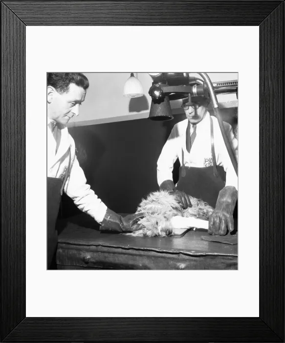 Framed Print : PDSA Hospital Ilford 19th March 1954 A veterinary assistant Framed Print : PDSA Hospital Ilford 19th March 1954 A veterinary assistant