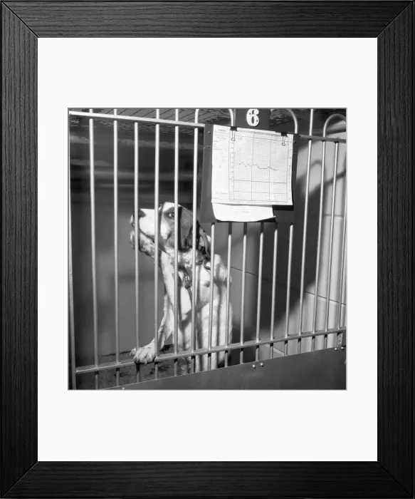 Framed Print : Tobys in the doghouse. 19th March 1954 They took my temperature and they said Framed Print : Tobys in the doghouse. 19th March 1954 They took my temperature and they said