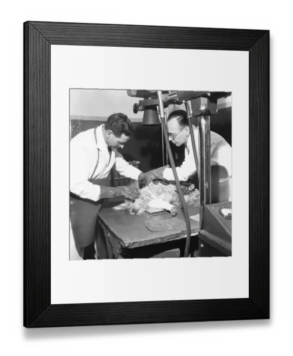 Framed Print : PDSA Hospital Ilford 19th March 1954 A veterinary assistant Framed Print : PDSA Hospital Ilford 19th March 1954 A veterinary assistant