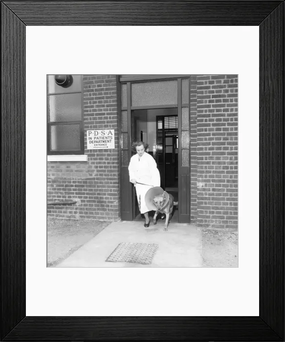Framed Print : PDSA Hospital Ilford 19th March 1954 A veterinary assistant leads out one of