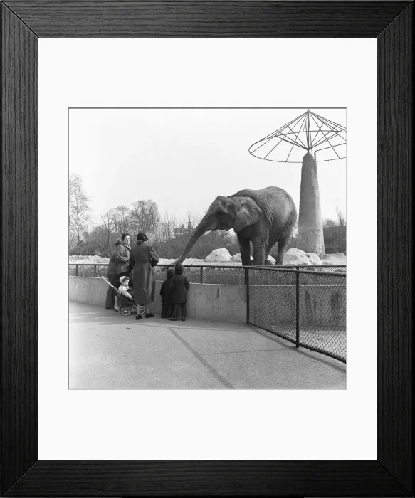 Framed Print : Elephants at the London Zoo Elephant House in Regents Park. 26th March 1954 Framed Print : Elephants at the London Zoo Elephant House in Regents Park. 26th March 1954