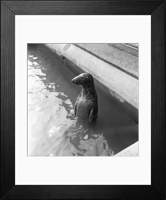 Framed Print : Sammy the seal waiting expectantly in his London Zoo tank Framed Print : Sammy the seal waiting expectantly in his London Zoo tank