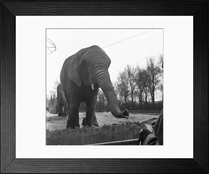 Framed Print : Elephants at the London Zoo Elephant House in Regents Park. 26th March 1954 Framed Print : Elephants at the London Zoo Elephant House in Regents Park. 26th March 1954