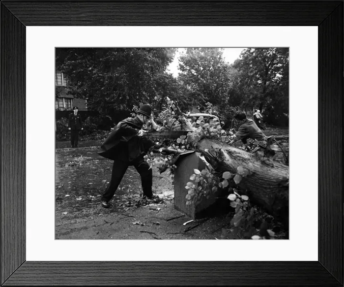 Framed Print : The strong arm of the law is on the cross-cut saw helping to clear a road in Clapham Framed Print : The strong arm of the law is on the cross-cut saw helping to clear a road in Clapham