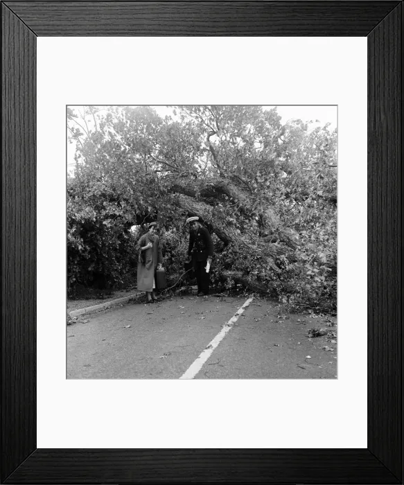 Framed Print : Storm damage near the south coast on the main road from London a mile past Pullborough Framed Print : Storm damage near the south coast on the main road from London a mile past Pullborough