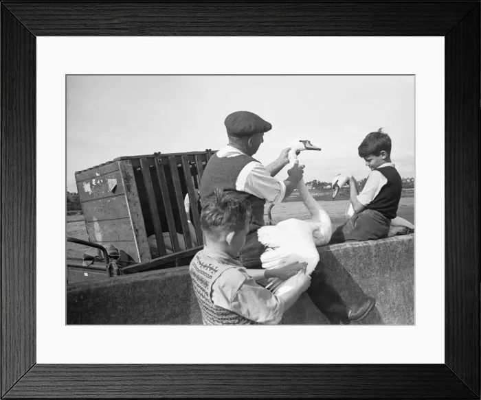 Framed Print : Two young boys help one of the keepers at the Abbotsbury Swannery examine a pair of mute Framed Print : Two young boys help one of the keepers at the Abbotsbury Swannery examine a pair of mute