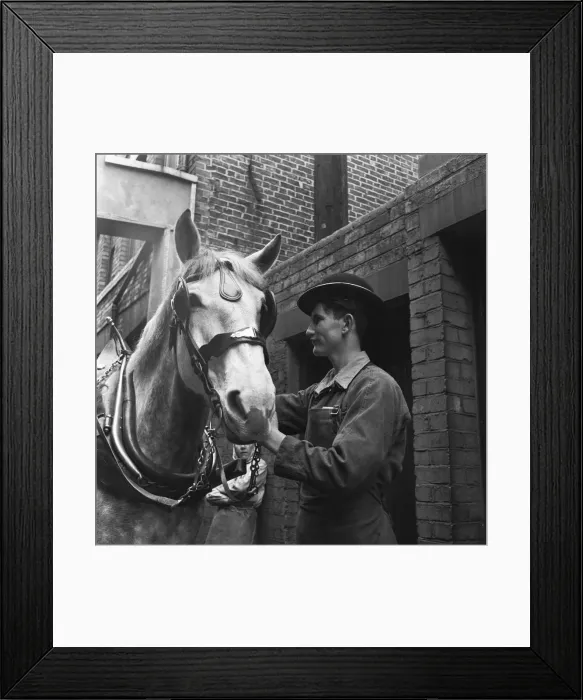 Framed Print : Dray horses at the Vaux Brewery being prepared for their delivery rounds in Sunderland Framed Print : Dray horses at the Vaux Brewery being prepared for their delivery rounds in Sunderland