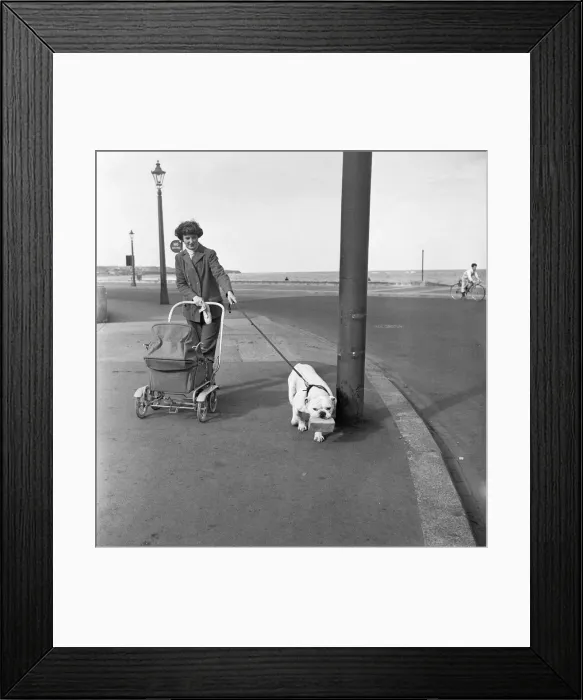Framed Print : In a landscape full of lamp posts which should delight any dogs heart is Henry a British