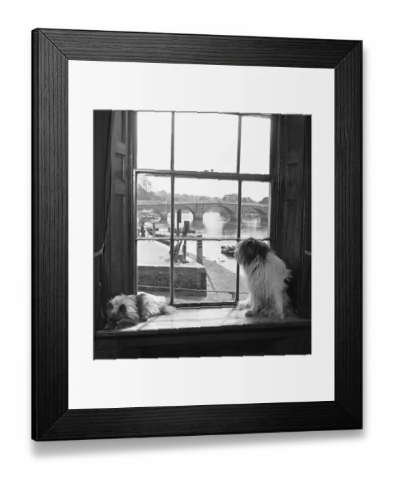 Framed Print : Dogs belonging to Mrs Dorothy Crispin owner of the White Cross Hotel, Richmond Framed Print : Dogs belonging to Mrs Dorothy Crispin owner of the White Cross Hotel, Richmond