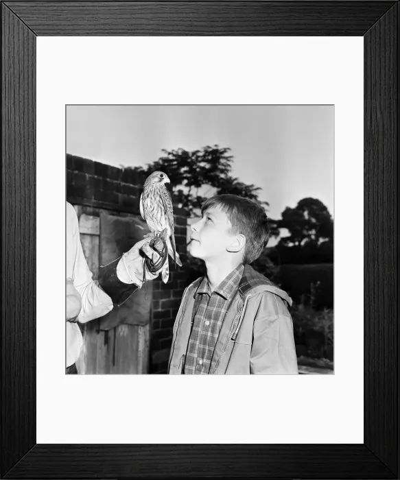 Framed Print : David Bradley, (aged 14) playing the part of Billy Casper, pictured with his Kestral Framed Print : David Bradley, (aged 14) playing the part of Billy Casper, pictured with his Kestral