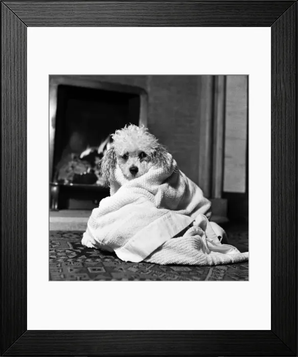 Framed Print : Bathnight for Tommy the miniature poodle is something of an endurance test Framed Print : Bathnight for Tommy the miniature poodle is something of an endurance test