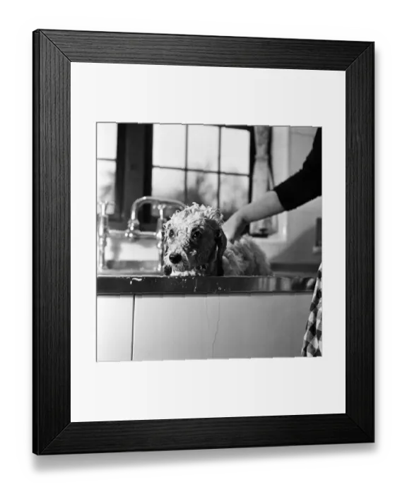 Framed Print : Bathnight for Tommy the miniature poodle is something of an endurance test Framed Print : Bathnight for Tommy the miniature poodle is something of an endurance test