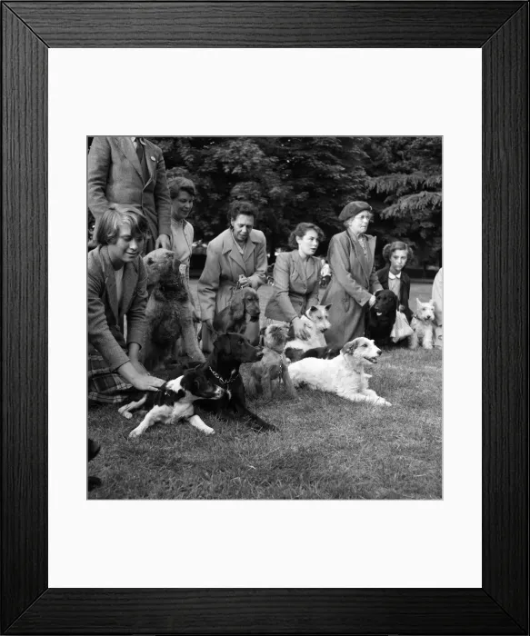 Framed Print : Teaching dogs obedience in Cassiobury Park, Watford, Mrs Barbara Woodhouse (not pictured) Framed Print : Teaching dogs obedience in Cassiobury Park, Watford, Mrs Barbara Woodhouse (not pictured)